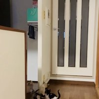 袖壁からずり落ちる子猫と避難する3匹の子猫