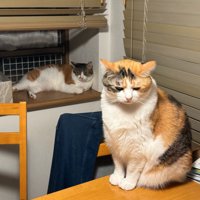 ご飯を待つ猫たち