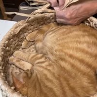 編んでいる途中の猫ちぐらに入って両手両足を揃えて寝ている猫