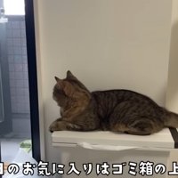 ゴミ箱の上に座って外を眺める猫