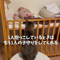 赤ちゃんを見ている猫の後ろ姿