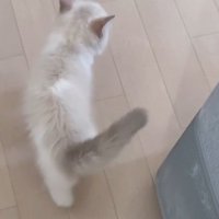 部屋の中を歩く猫