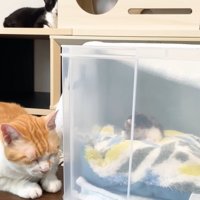 画像右中央上に白黒ハチワレ猫さん