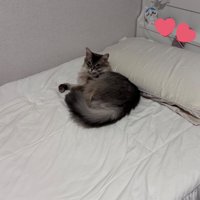 ベッドに寝そべる猫