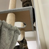 タワーにいる2匹の猫