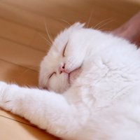 満足そうな猫