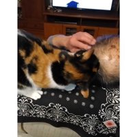 男性を舐める猫