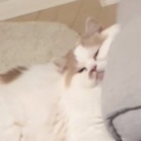 不機嫌な表情の猫