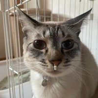 猫の顔