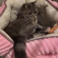 ブラシを足で押さえる猫