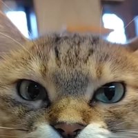 指をしゃぶる猫