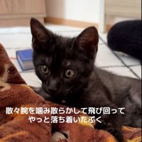 横になっている子猫