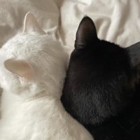 一緒に寝る2匹の猫