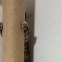 ステップを使わずに登る猫