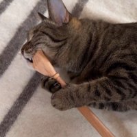 横になって孫の手を持っている猫