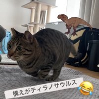 両前足の先を丸めて屈んでいる尻尾がブレた猫