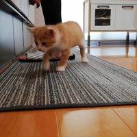 料理をしている飼い主とキッチンマットにいる子猫