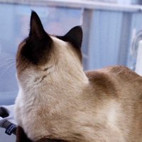 ハンモックの上のすずりちゃん