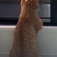 窓のそばでくつろぐ猫の後ろ姿