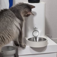 ごはんを待つ猫