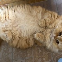転がる猫（アップ）
