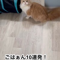 鳴いている猫