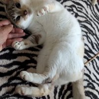 仰向けになる猫