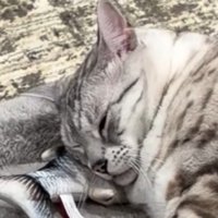 目を少しだけ開く猫
