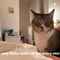 飼い主さんを見つめるノブくん