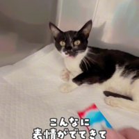 おやつを待つ白黒猫