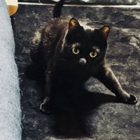 前足を踏ん張って立つ黒猫