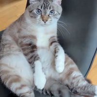 背もたれに体を預ける猫