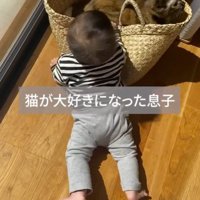 カゴに入った猫に手を伸ばす赤ちゃん