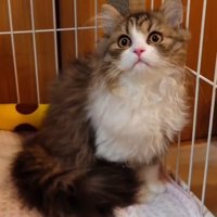 丸い顔をした子猫