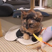 鋭い目つき