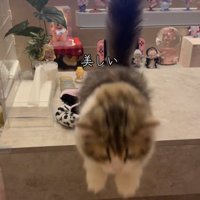 しっぽを立ててジャンプする猫