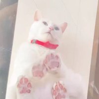 キャットウォークに座る猫