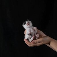 まだ目が開いていない頃のいちえちゃん