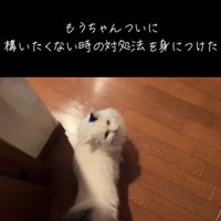 投稿主さんのほうを振り向くマンチカン