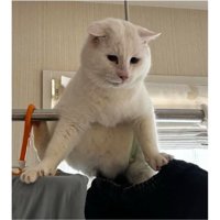 洗濯物と猫
