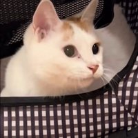 空中を見つめる猫