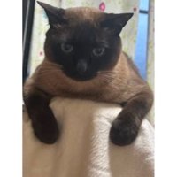 室内にいる猫