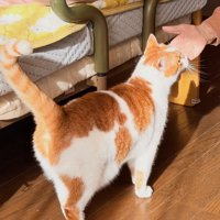 顔をなでられる猫
