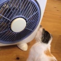 家電を見ている猫