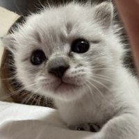 飼い主にミルクを飲ませてもらう子猫