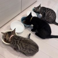 ご飯を食べている猫