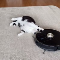 頭の近くにあるロボット掃除機に右前足を乗せている猫