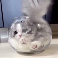猫鉢に入った猫