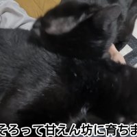 「兄弟そろって...」のテロップ写真