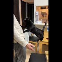 両前足をお腹に(右前足が上)